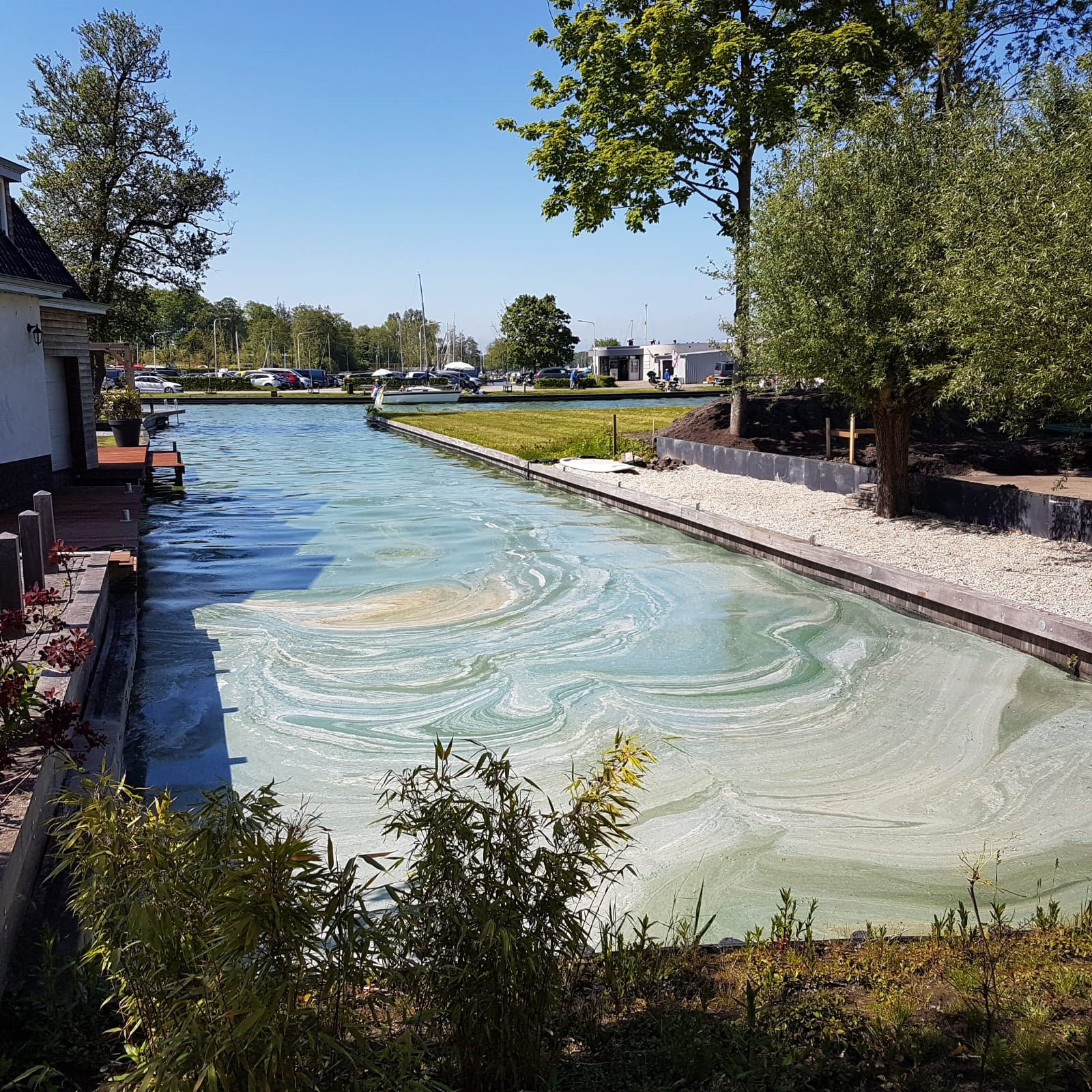 Blauwalg op het Paterswoldsemeer