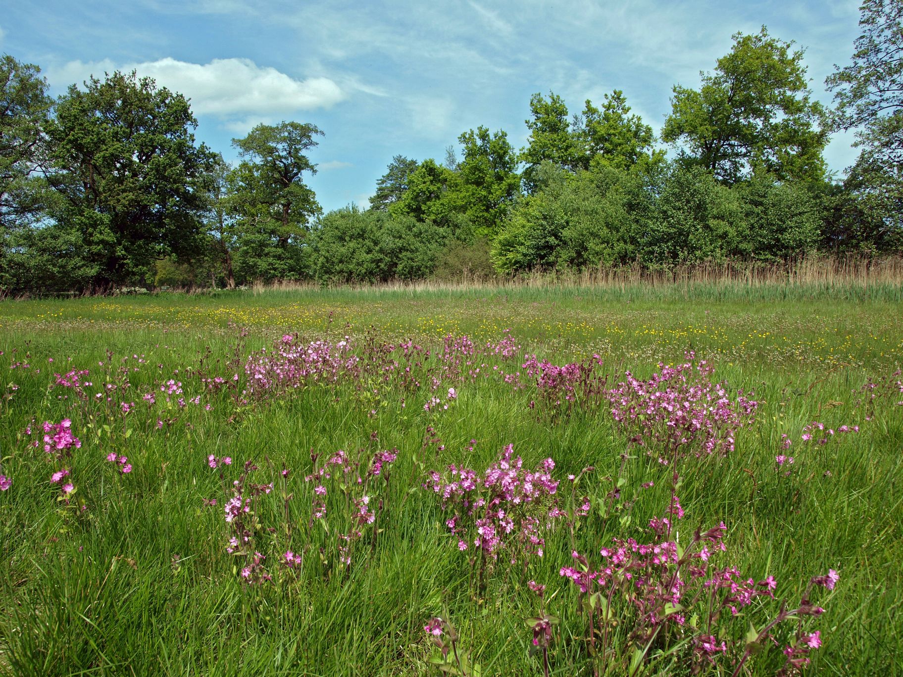 Graslanden op flank foto Hans Dekker
