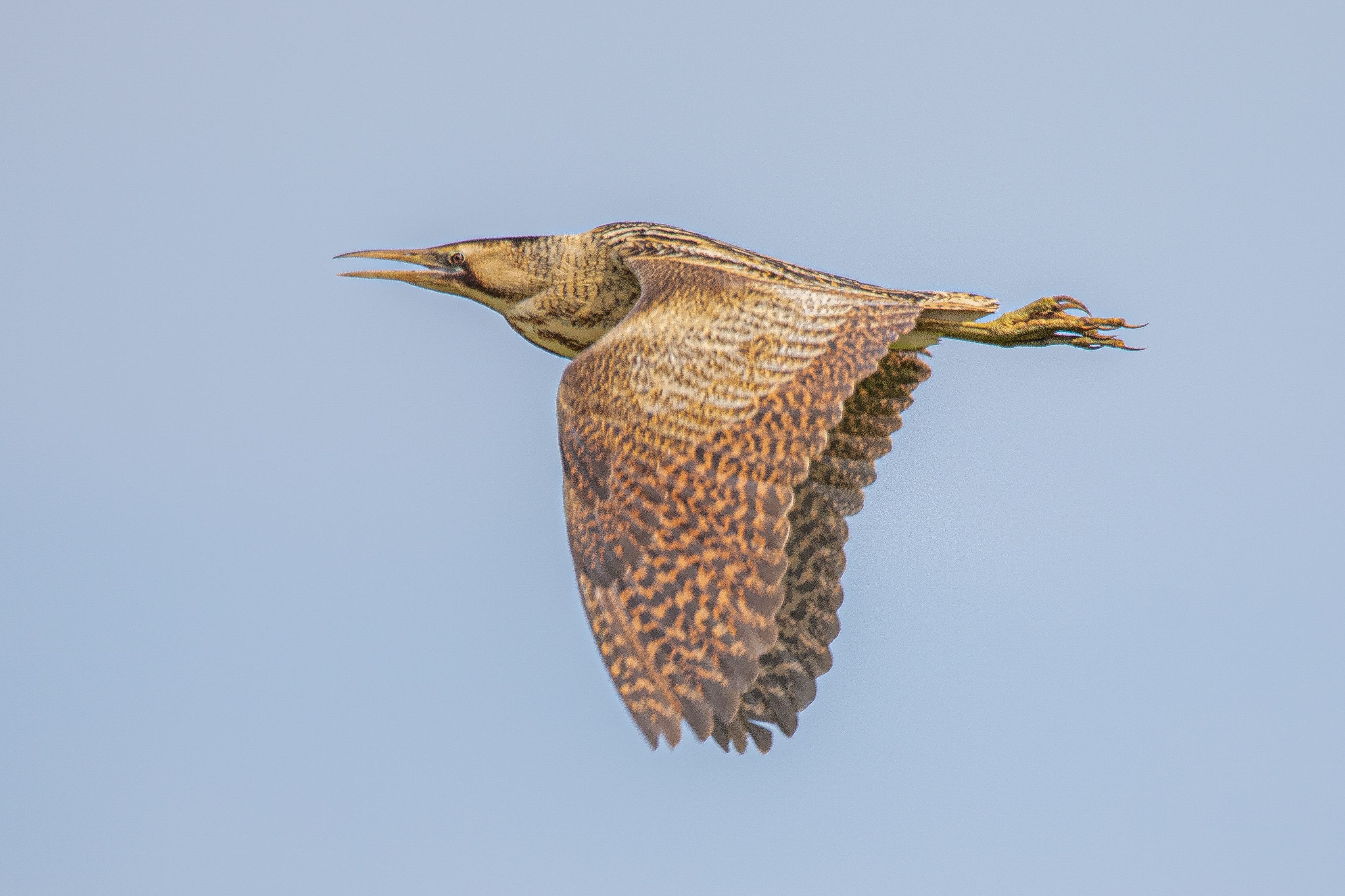 Roerdomp in vlucht foto Wilco van der Laan