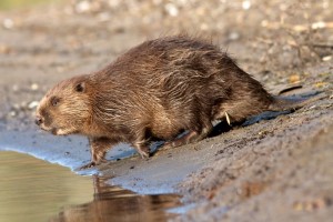 Bever aan waterkant