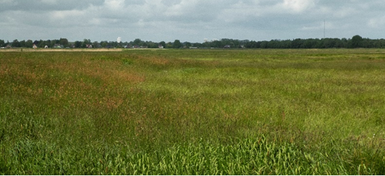 Dekzandkop bij de Eelder Schipsloot