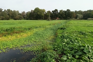 Woekerwaterplant: de grote waternavel