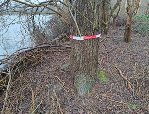Linten om beschermde bomen worden verwijderd