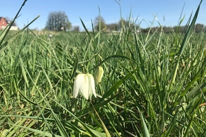 Witte kievitsbloem in Polders Oosterland Lappenvoort