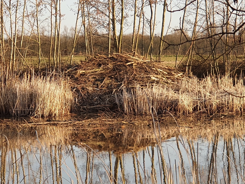 Beverburcht tussen het riet en langs het water