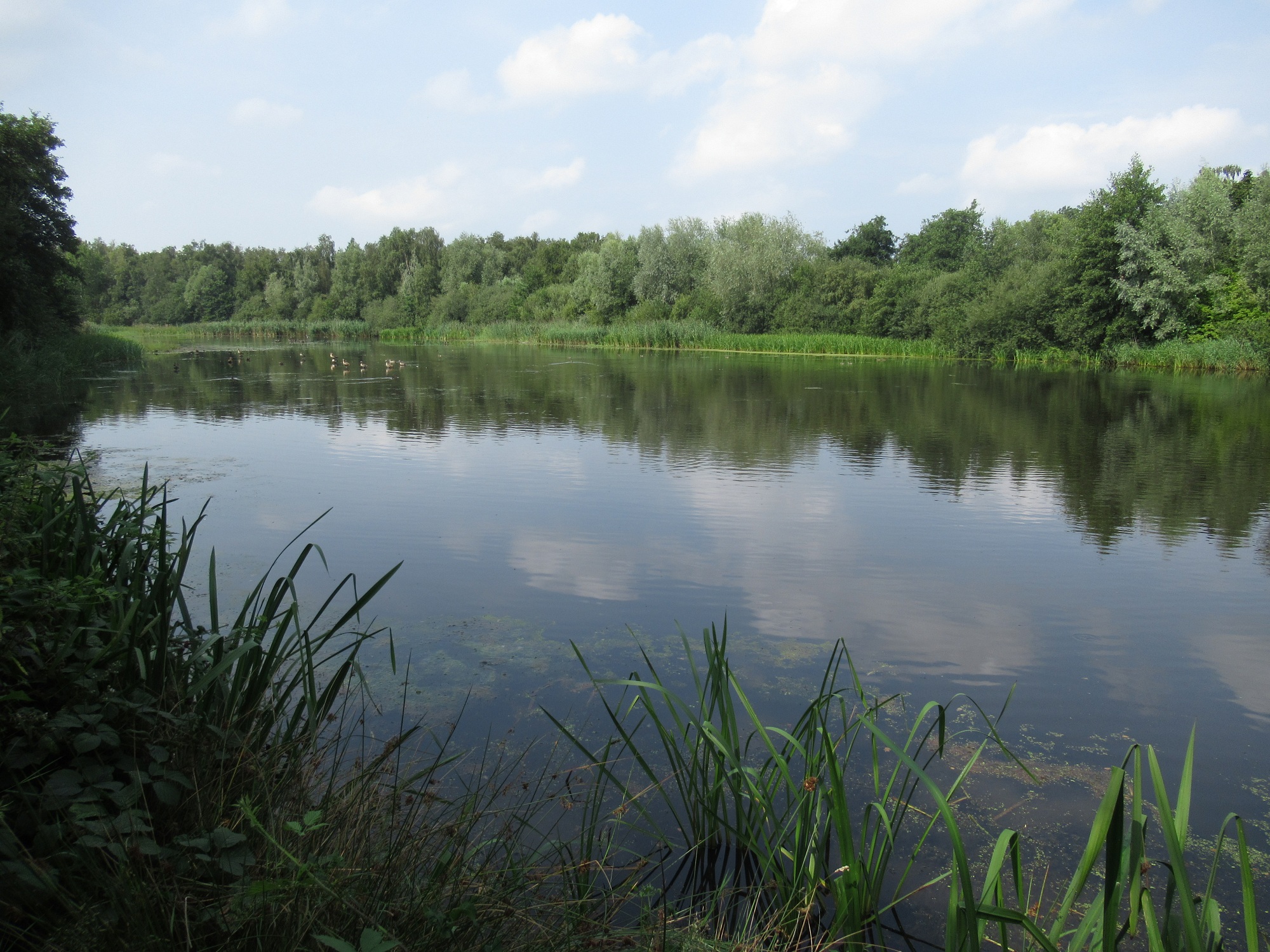 Meer met in de achtergrond bomen