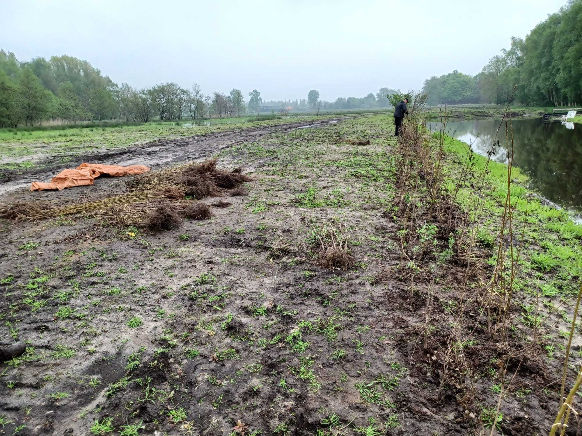 Stuk grond met een eerste rij geplante bomen