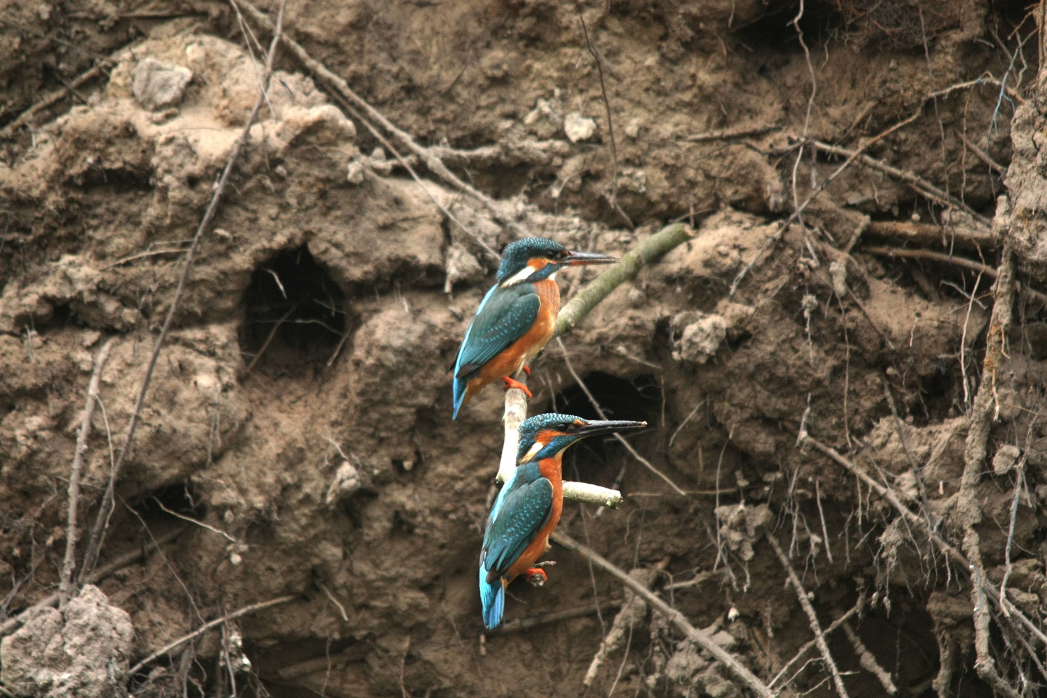 Ijsvogelwand bron Natuurmonumenten Jaap Vos