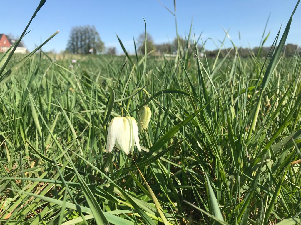 Witte kievitsbloem Warner Reinink