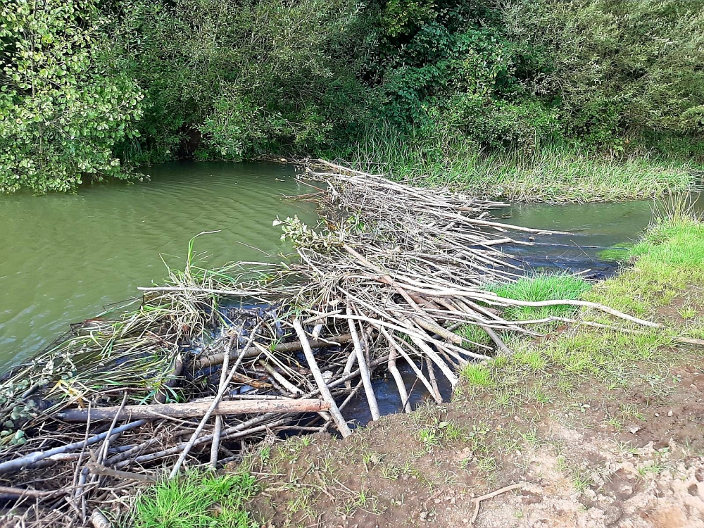 Beverdam bestaande uit takken, van de ene kant naar de andere kant van het water