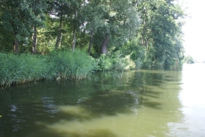 Meer jonge vis door nieuwe natuurvriendelijke oevers