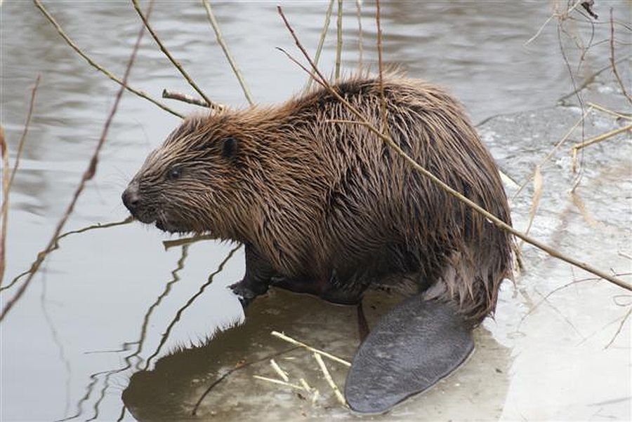 bevers in het paterswoldsemeergebied bever hoornsediep