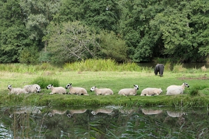 Van varkens tot lama’s: natuurlijke bestrijding van invasieve planten